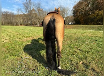 Tennessee walking horse, Caballo castrado, 15 años, 152 cm, Buckskin/Bayo