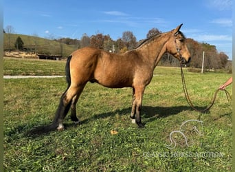 Tennessee walking horse, Caballo castrado, 15 años, 152 cm, Buckskin/Bayo