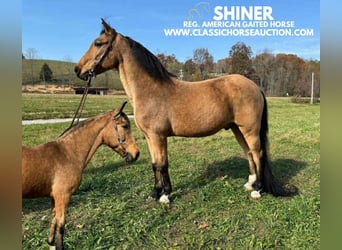 Tennessee walking horse, Caballo castrado, 15 años, 152 cm, Buckskin/Bayo