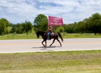 Tennessee walking horse, Caballo castrado, 15 años, 152 cm, Negro