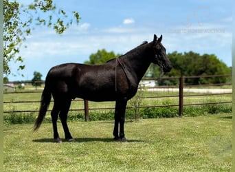 Tennessee walking horse, Caballo castrado, 15 años, 152 cm, Negro