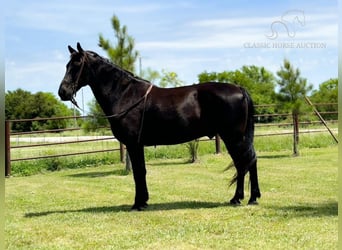 Tennessee walking horse, Caballo castrado, 15 años, 152 cm, Negro