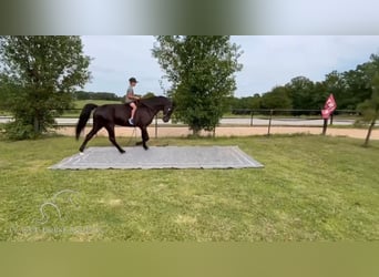 Tennessee walking horse, Caballo castrado, 15 años, 152 cm, Negro