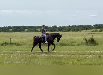 Tennessee walking horse, Caballo castrado, 15 años, 152 cm, Negro