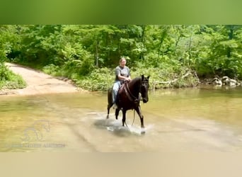 Tennessee walking horse, Caballo castrado, 15 años, 152 cm, Negro