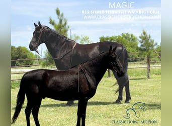 Tennessee walking horse, Caballo castrado, 15 años, 152 cm, Negro