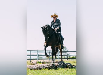 Tennessee walking horse, Caballo castrado, 15 años, 155 cm, Negro