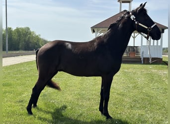 Tennessee walking horse, Caballo castrado, 15 años, 155 cm, Negro