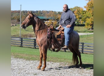 Tennessee walking horse, Caballo castrado, 15 años, 155 cm, Ruano alazán