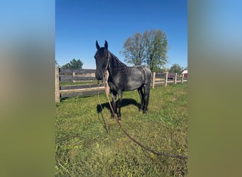 Tennessee walking horse, Caballo castrado, 15 años, 157 cm