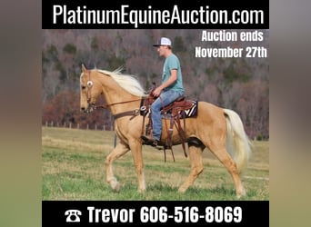 Tennessee walking horse, Caballo castrado, 15 años, 163 cm, Palomino