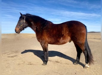 Tennessee walking horse, Caballo castrado, 15 años, Castaño rojizo