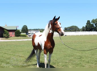 Tennessee walking horse, Caballo castrado, 16 años, 142 cm, Tobiano-todas las-capas