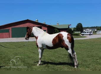 Tennessee walking horse, Caballo castrado, 16 años, 142 cm, Tobiano-todas las-capas