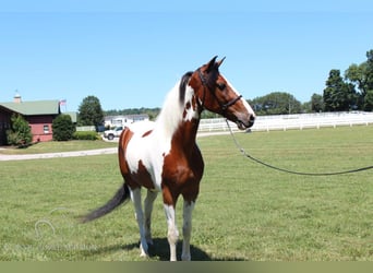 Tennessee walking horse, Caballo castrado, 16 años, 142 cm, Tobiano-todas las-capas