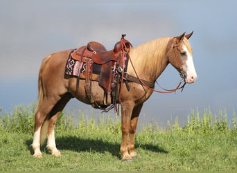 Tennessee walking horse, Caballo castrado, 16 años, 152 cm, Alazán rojizo