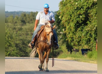Tennessee walking horse, Caballo castrado, 16 años, 152 cm, Palomino