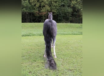 Tennessee walking horse, Caballo castrado, 16 años, 152 cm, Sabino