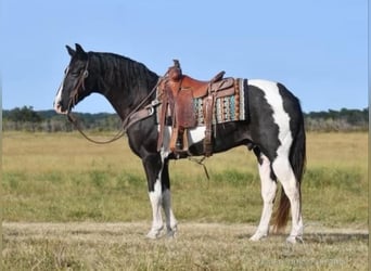 Tennessee walking horse, Caballo castrado, 16 años, 152 cm, Tobiano-todas las-capas