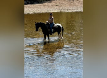 Tennessee walking horse, Caballo castrado, 16 años, 152 cm, Tobiano-todas las-capas