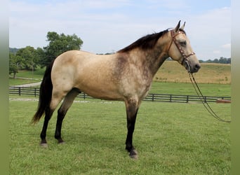 Tennessee walking horse, Caballo castrado, 16 años, 157 cm, Buckskin/Bayo