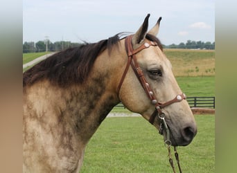 Tennessee walking horse, Caballo castrado, 16 años, 157 cm, Buckskin/Bayo