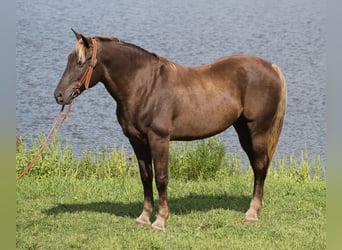 Tennessee walking horse, Caballo castrado, 16 años, 163 cm, Castaño