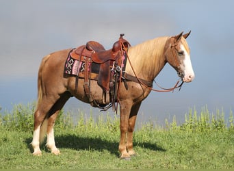 Tennessee walking horse, Caballo castrado, 17 años, 152 cm, Alazán rojizo