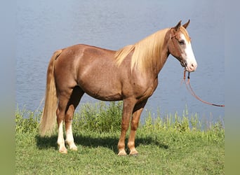 Tennessee walking horse, Caballo castrado, 17 años, 152 cm, Alazán rojizo