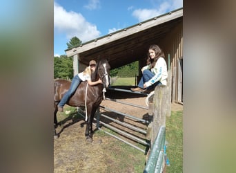 Tennessee walking horse, Caballo castrado, 17 años, 152 cm, Negro