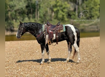 Tennessee walking horse, Caballo castrado, 17 años, 152 cm, Tobiano-todas las-capas