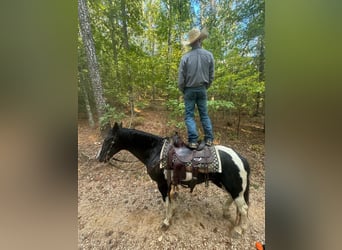 Tennessee walking horse, Caballo castrado, 17 años, 152 cm, Tobiano-todas las-capas