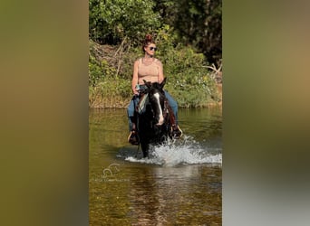 Tennessee walking horse, Caballo castrado, 17 años, 152 cm, Tobiano-todas las-capas