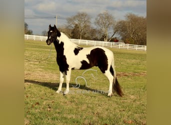 Tennessee walking horse, Caballo castrado, 17 años, 152 cm, Tobiano-todas las-capas