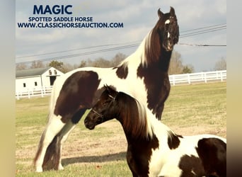 Tennessee walking horse, Caballo castrado, 17 años, 152 cm, Tobiano-todas las-capas