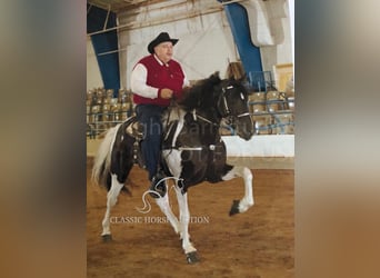 Tennessee walking horse, Caballo castrado, 17 años, 152 cm, Tobiano-todas las-capas