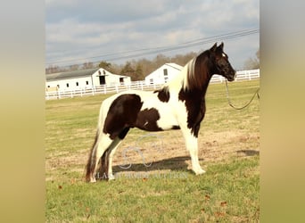 Tennessee walking horse, Caballo castrado, 17 años, 152 cm, Tobiano-todas las-capas