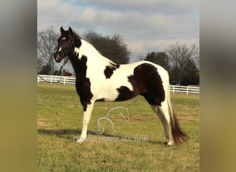 Tennessee walking horse, Caballo castrado, 17 años, 152 cm, Tobiano-todas las-capas