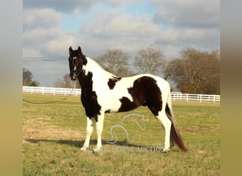 Tennessee walking horse, Caballo castrado, 17 años, 152 cm, Tobiano-todas las-capas