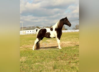 Tennessee walking horse, Caballo castrado, 17 años, 152 cm, Tobiano-todas las-capas