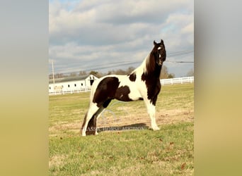 Tennessee walking horse, Caballo castrado, 17 años, 152 cm, Tobiano-todas las-capas