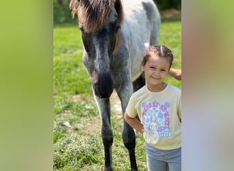 Tennessee walking horse, Caballo castrado, 1 año, 132 cm, Ruano azulado