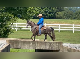 Tennessee walking horse, Caballo castrado, 2 años, 142 cm, Tordo