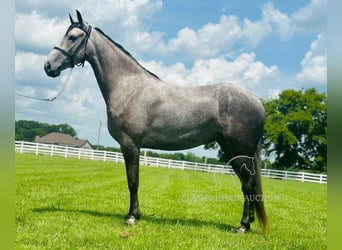 Tennessee walking horse, Caballo castrado, 2 años, 142 cm, Tordo