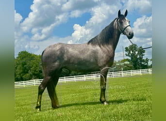 Tennessee walking horse, Caballo castrado, 2 años, 142 cm, Tordo