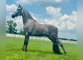Tennessee walking horse, Caballo castrado, 2 años, 142 cm, Tordo
