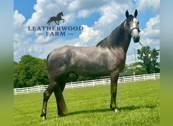 Tennessee walking horse, Caballo castrado, 2 años, 142 cm, Tordo