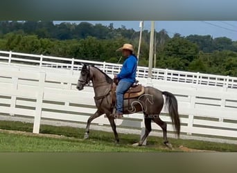 Tennessee walking horse, Caballo castrado, 2 años, 142 cm, Tordo