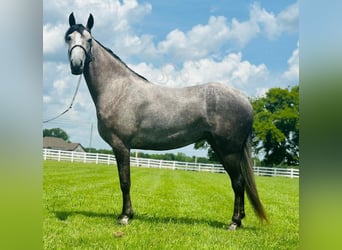 Tennessee walking horse, Caballo castrado, 2 años, 142 cm, Tordo