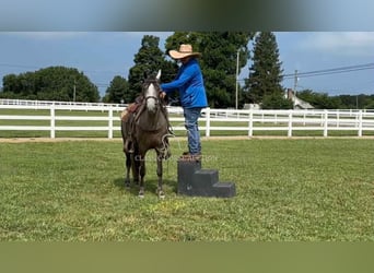 Tennessee walking horse, Caballo castrado, 2 años, 142 cm, Tordo